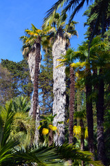 Fototapeta premium palm tree in the park