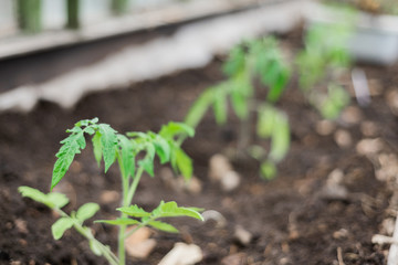 Obraz premium tomato seedlings in the greenhouse for planting