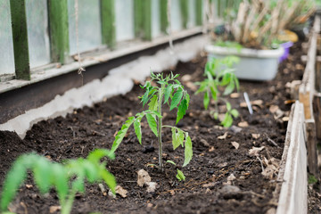 tomato seedlings in the greenhouse for planting