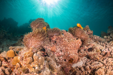 Orange anemonefish swimming inside a soft coral in clear blue water