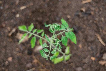 tomato seedlings in the greenhouse for planting