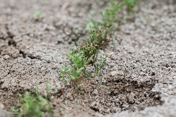 the texture of seedlings in the ground that has just sprung up