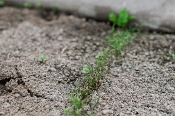 the texture of seedlings in the ground that has just sprung up
