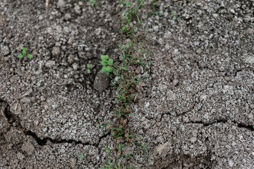 the texture of seedlings in the ground that has just sprung up