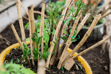 Dahlia flower seedlings for transplanting