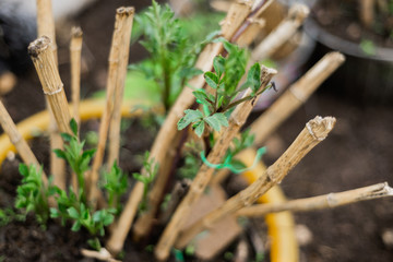 Dahlia flower seedlings for transplanting