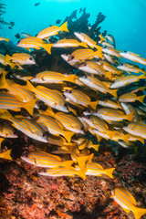 Fototapeta na wymiar School of yellow reef fish swimming together around the coral