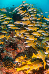 School of yellow reef fish swimming together around the coral