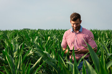 Naklejka na ściany i meble Farmer standing in corn field holding tablet in his hand and examining crop.