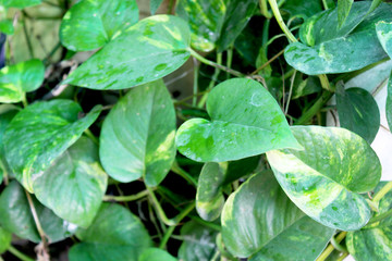 green leaves of money plant, heart shape leaf