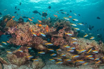 Obraz na płótnie Canvas Colorful coral reef surrounded by tropical schools of small fish in clear blue water