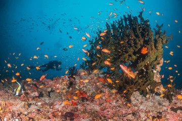 Fototapeta na wymiar Scuba divers swimming over a colorful coral reef surrounded with fish