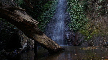 small waterfall in the forest