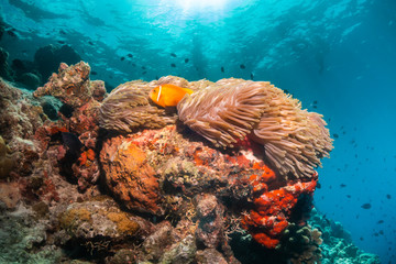 Orange anemonefish swimming inside a soft coral in clear blue water