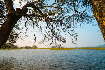 Krajobraz nad jeziorem z drzewem na pierwszym planie.