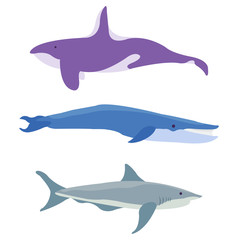 Various types of whales of various sizes under the sea. Perfect graphics for posters, websites and many more