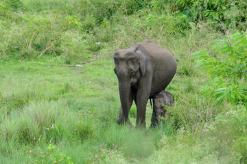 Obraz premium Asian elephant also called Asiatic elephant, is the only living species of the genus Elephas and is distributed throughout the Indian subcontinent and Southeast Asia