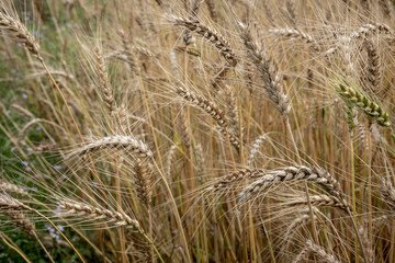Golden Wheat in the Field