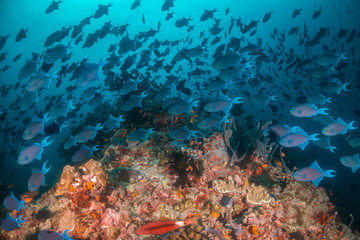Fototapeta na wymiar Colorful coral reef surrounded by tropical schools of small fish in clear blue water