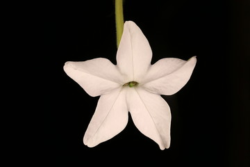 Sweet Tobacco (Nicotiana alata). Flower Closeup