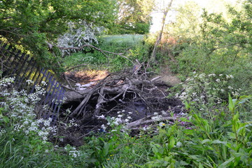 A Fallen tree in the River Mole