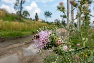 Bee on a Thistle Flower