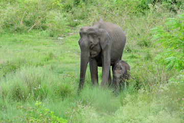 Obraz premium Asian elephant also called Asiatic elephant, is the only living species of the genus Elephas and is distributed throughout the Indian subcontinent and Southeast Asia