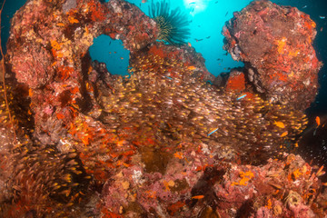 Naklejka na ściany i meble Tropical fish swimming around colorful reef formations