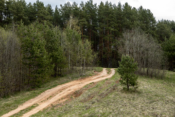 Fototapeta premium Landscape of wild nature, the pine forest and the green meadow with a dog on it