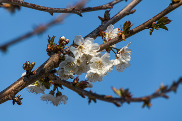 white Cherry blossoms in springs