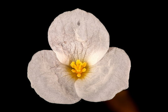 Frogbit (Hydrocharis morsus-ranae). Male Flower Closeup