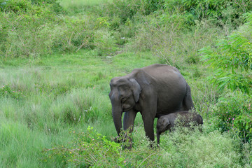 Obraz premium Asian elephant also called Asiatic elephant, is the only living species of the genus Elephas and is distributed throughout the Indian subcontinent and Southeast Asia