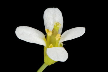 Thale Cress (Arabidopsis thaliana). Flower Closeup