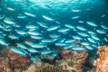 Tropical fish swimming around colorful reef formations