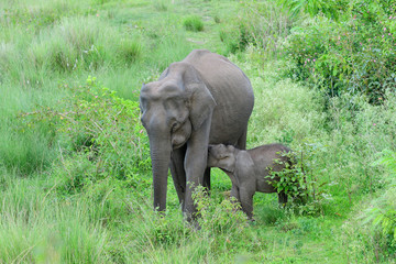 Fototapeta premium Asian elephant also called Asiatic elephant, is the only living species of the genus Elephas and is distributed throughout the Indian subcontinent and Southeast Asia