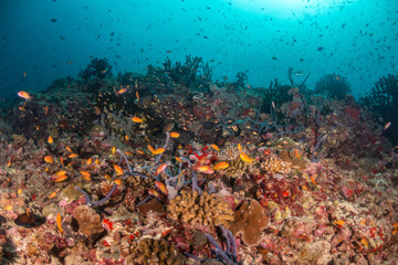 Fototapeta na wymiar Tropical fish swimming around colorful reef formations