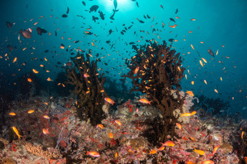 Tropical fish swimming around colorful reef formations
