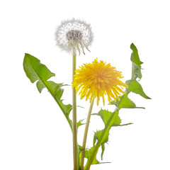 Dandelion flower with leaves isolated on white background.