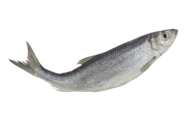 Raw herring fish isolated on white background