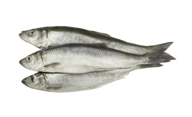 Herring fishes isolated on white background
