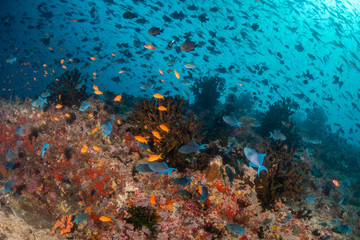 Plakat Tropical fish swimming around colorful reef formations