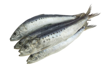 Several sardine fishes isolated on white background