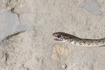 Snake with open jaws krupnom plan looks at camera and crawls. Viper and in the courtyard, the concept of catching snakes