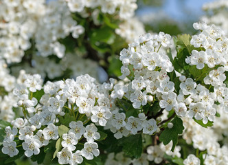 Blühender Weißdorn, Crataegus, im Frühling