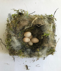 left nest with six little eggs of the great tit taken out of a nest box