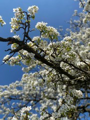Weiße blühende Blumen mit Ast bei blauem Himmel, im Frühling bei Sonnenschein im Frühling im Frühling bei Sonnenschein, Baum, Aufblühende Blume mit Himmel in der Natur aus dem Garten