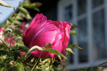 Dewy tree peony flower on a window background on a sunny morning in Ukraine. Copy space.