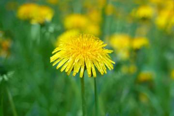 Blooming yellow dandelions in the spring medow