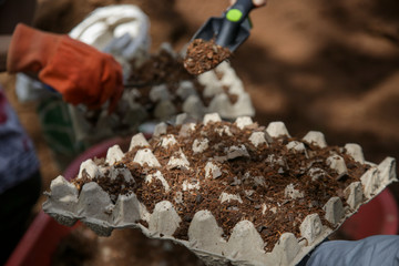 Preparation of soil mixture for planting in egg cartons. An easy and very cheap way to start indoors gardening. Recycling DIY idea. Zero waste sustainable lifestyle concept.