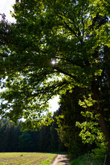 Obraz premium forest trees